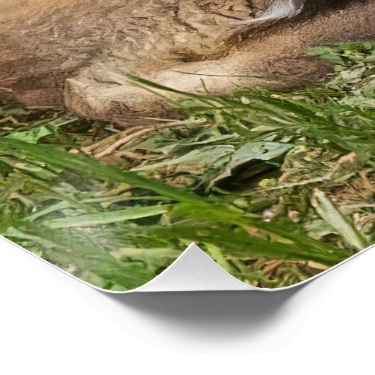 Poster Kits de Fox (Coin)