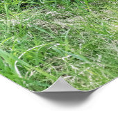 Poster Kits de Fox rouge (Coin)