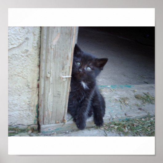 Poster Kitten (Devant)