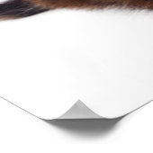 Poster Kitten (Coin)