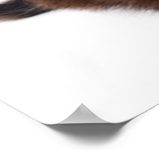 Poster Kitten (Coin)