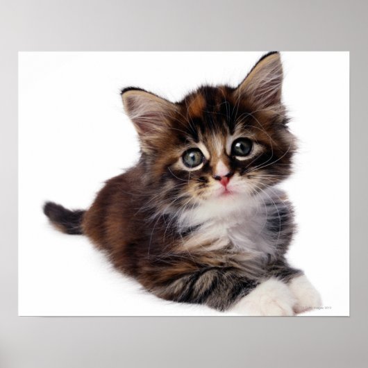 Poster Kitten (Devant)