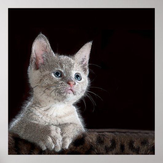 Poster Kitten (Devant)