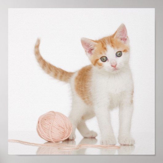 Poster Kitten À Côté De La Boule De Chaîne (Devant)