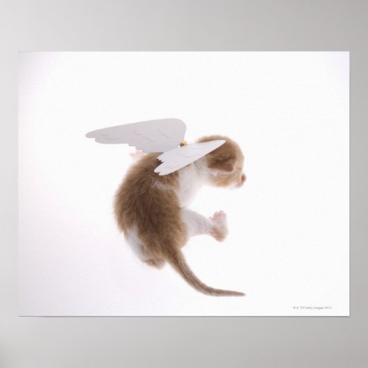 Poster Kitten avec ailes d'ange fixées à l'arrière, à l'a (Devant)