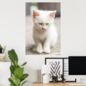 Poster Kitten blanc (Bureau à domicile)