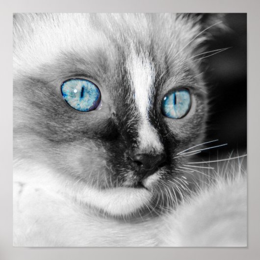 Poster Kitten blanc aux yeux bleus (Devant)