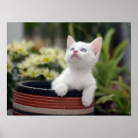 Kitten blanc turc