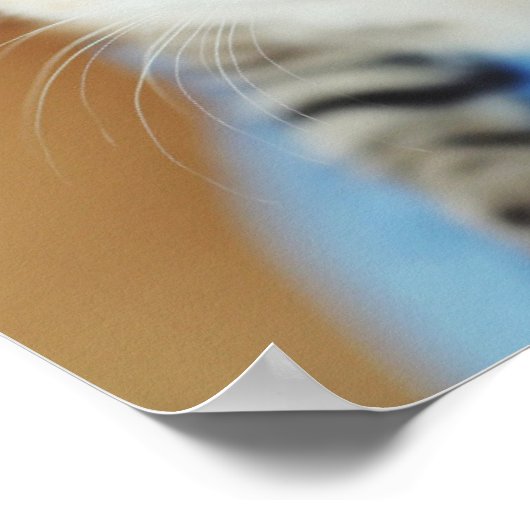 Poster Kitten bleu clair (Coin)