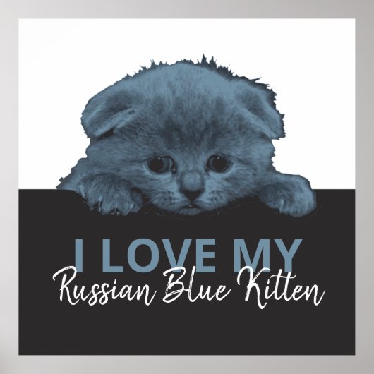 Poster Kitten bleu russe (Devant)
