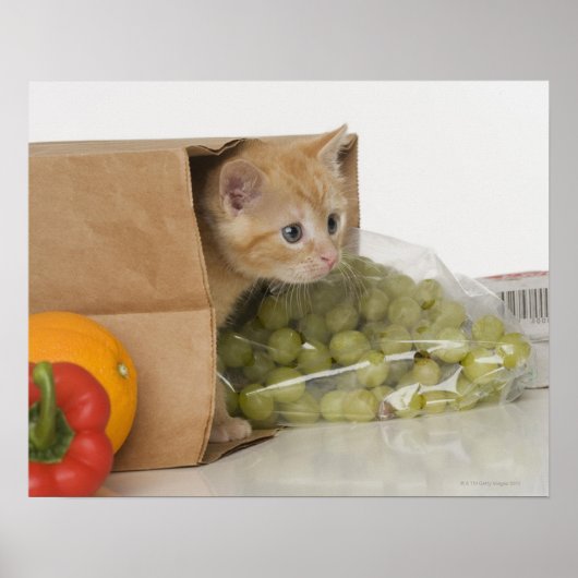 Poster Kitten dans le sac d'épicerie (Devant)