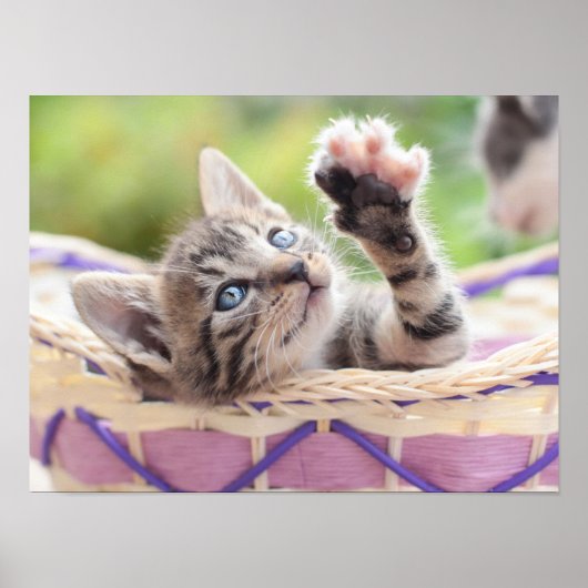 Poster Kitten Dans Un Panier (Devant)