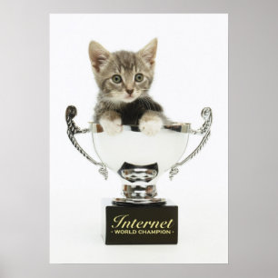 Poster Kitten dans un trophée