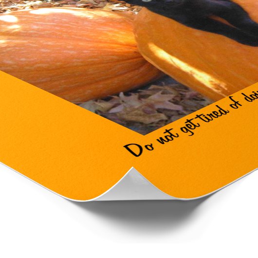 Poster Kitten de récolte (Coin)