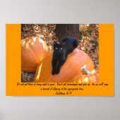 Poster Kitten de récolte (Devant)