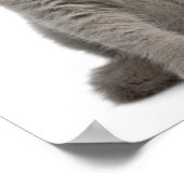 Poster Kitten de Shorthair britannique (10 semaines) (Coin)