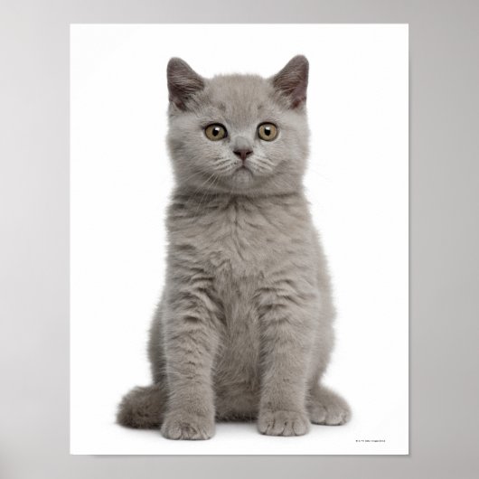 Poster Kitten de Shorthair britannique (10 semaines) (Devant)
