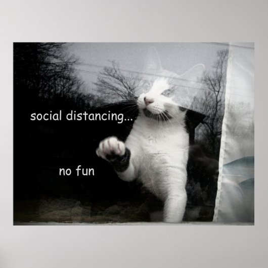 Poster Kitten Distances Sociales (Devant)