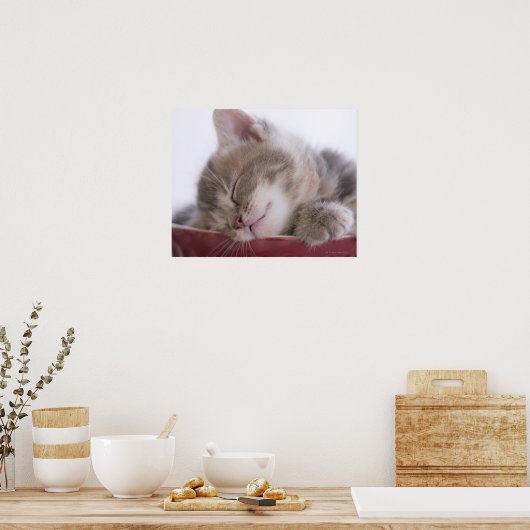 Poster Kitten Dormir dans le Bowl 2 (Cuisine)