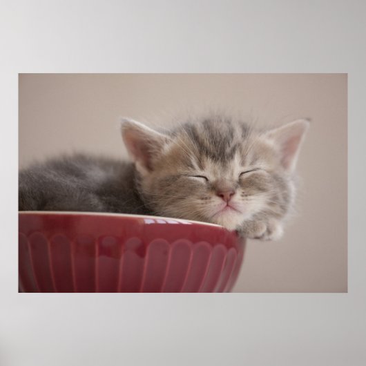 Poster Kitten Dormir Dans Un Bowl (Devant)