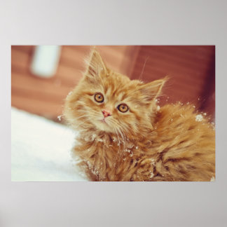 Poster Kitten en neige
