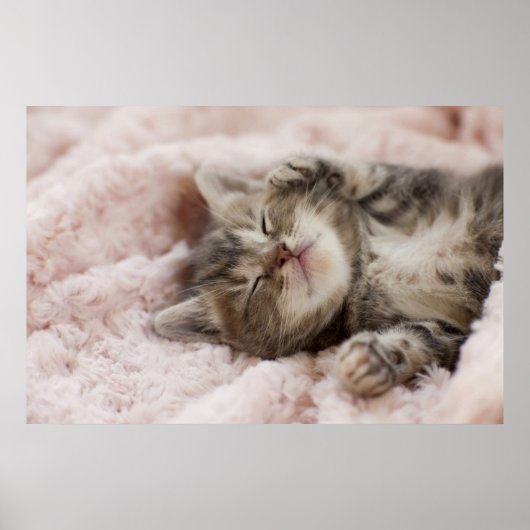 Poster Kitten endormi (Devant)