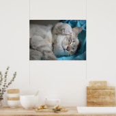 Poster Kitten et maman (Cuisine)