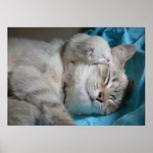 Poster Kitten et maman