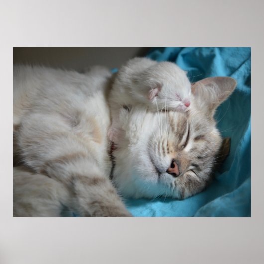 Poster Kitten et maman (Devant)