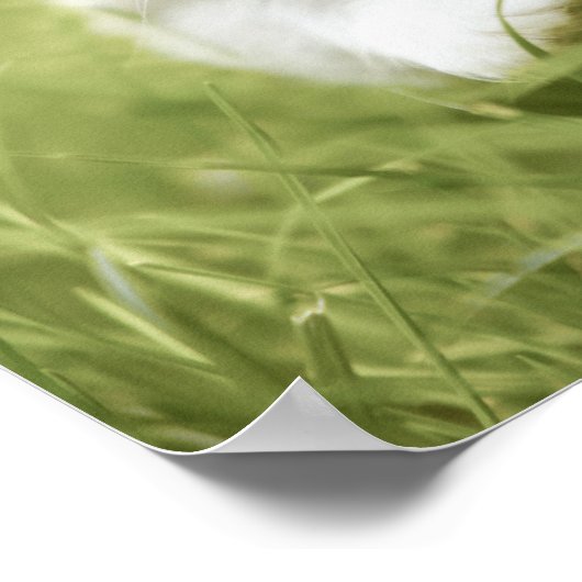 Poster Kitten faisant des pas dans l'herbe (Coin)