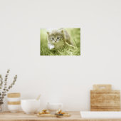 Poster Kitten faisant des pas dans l'herbe (Cuisine)