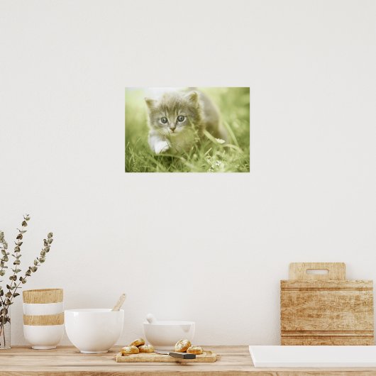 Poster Kitten faisant des pas dans l'herbe (Cuisine)