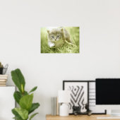 Poster Kitten faisant des pas dans l'herbe (Bureau à domicile)