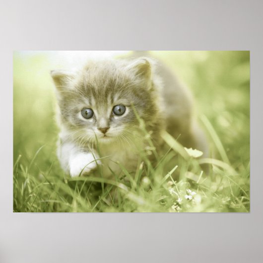 Poster Kitten faisant des pas dans l'herbe (Devant)