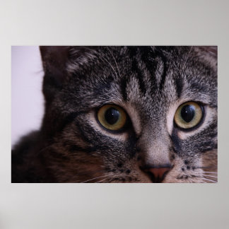Poster Kitten gris visage 2