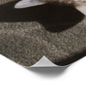 Poster Kitten Jouer Avec Du Fil (Coin)