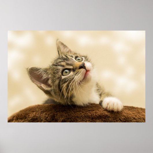 Poster Kitten le plus mou jamais (Devant)