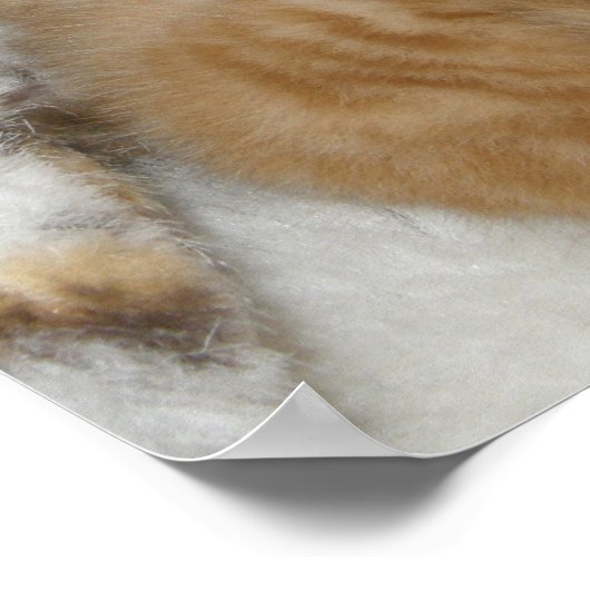 Poster Kitten Love (Coin)