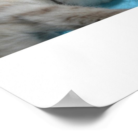 Poster Kitten Love (Coin)