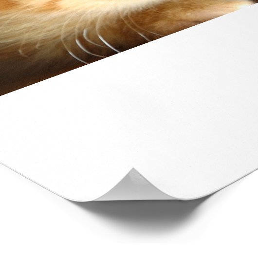 Poster Kitten Love (Coin)