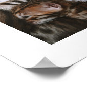 Poster Kitten Love (Coin)