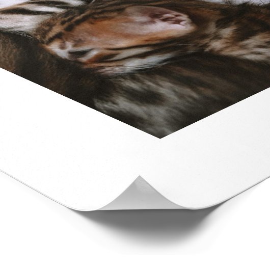 Poster Kitten Love (Coin)