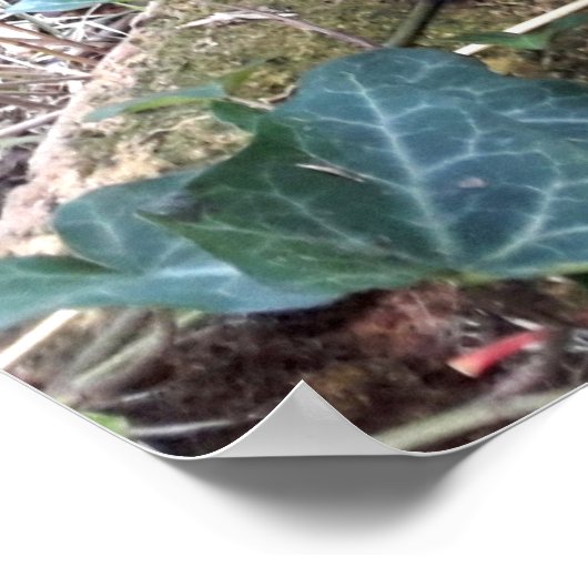 Poster Kitten noir (Coin)