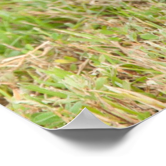 Poster Kitten noir en herbe (Coin)