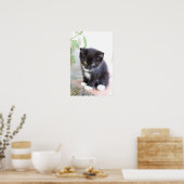 Poster Kitten noir et blanc (Cuisine)
