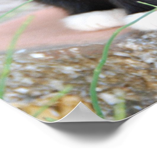 Poster Kitten noir et blanc (Coin)