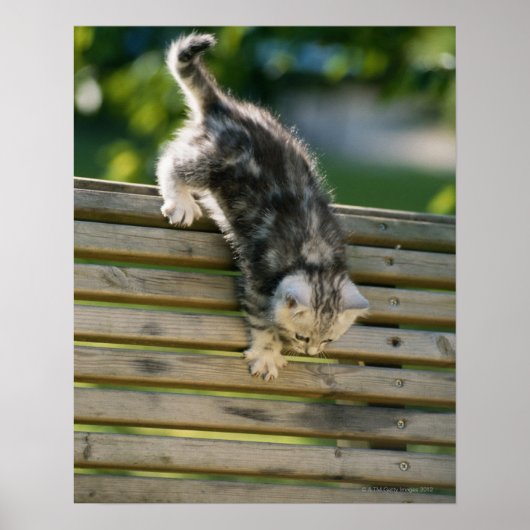 Poster Kitten se déplaçant sur le banc (Devant)