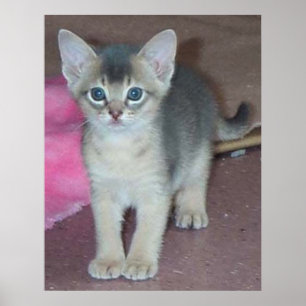 Poster Kitten Six Semaines