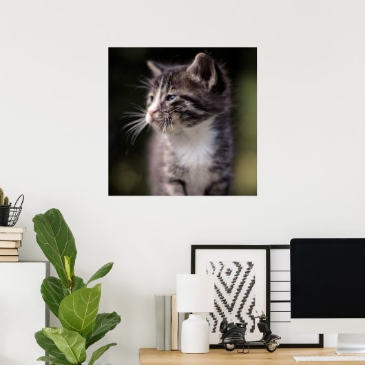 Poster Kitten Standing Tall (Bureau à domicile)