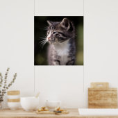Poster Kitten Standing Tall (Cuisine)